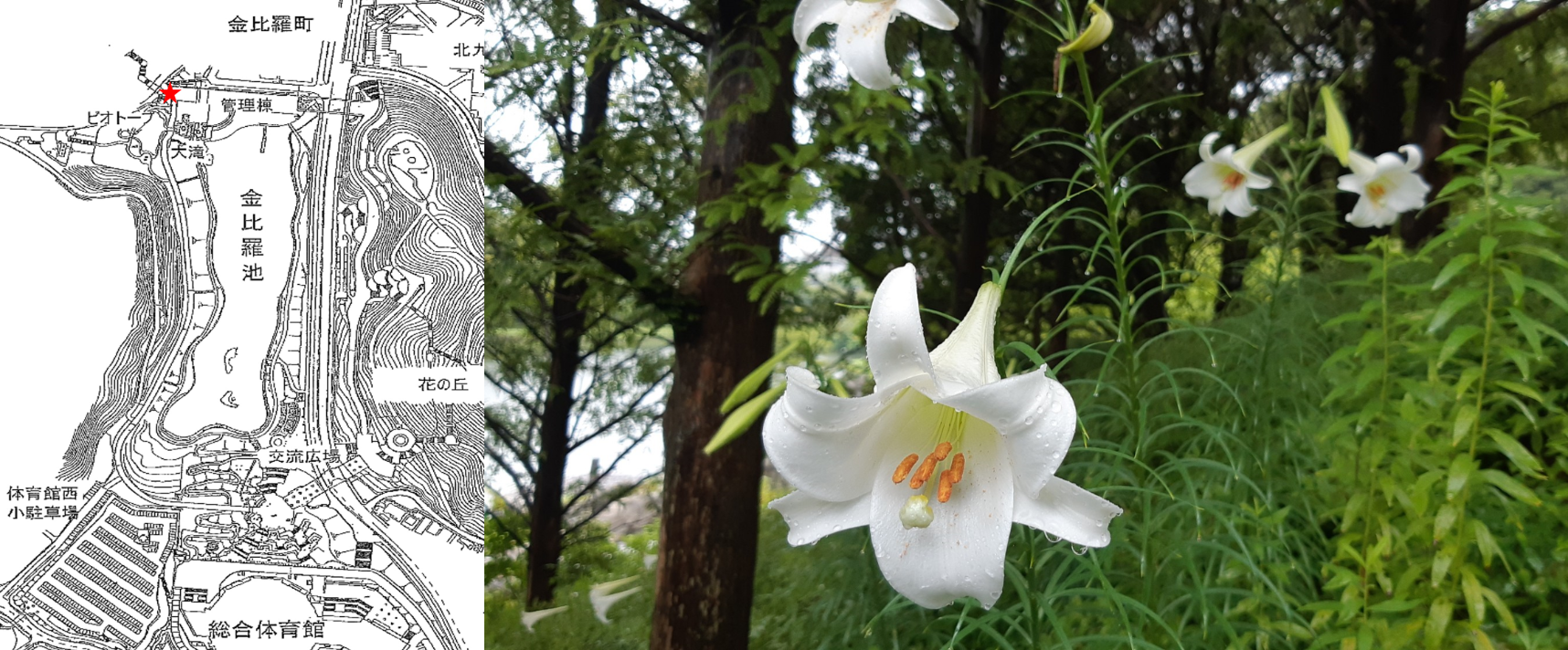 中央公園 花だより お知らせ 定期的にイベント開催 自然に囲まれた北九州市内の公園 中央公園 花だより お知らせ 定期的にイベント開催 自然に囲まれた北九州市内の公園